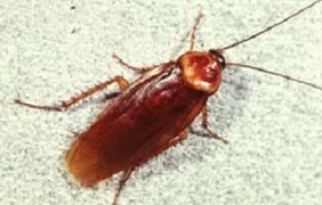 Cockroach Extermination Citrus Heights CA | Parish Termite & Pest Mgmt - AmericanCockroach