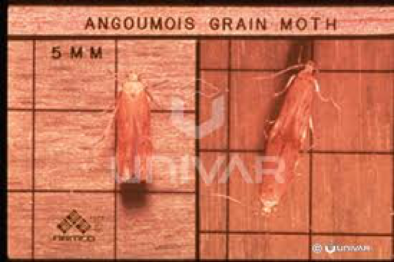 Pantry Pests: Beetle & Moth Extermination | Parish Pest Mgmt - AngoumoisGrainMoth