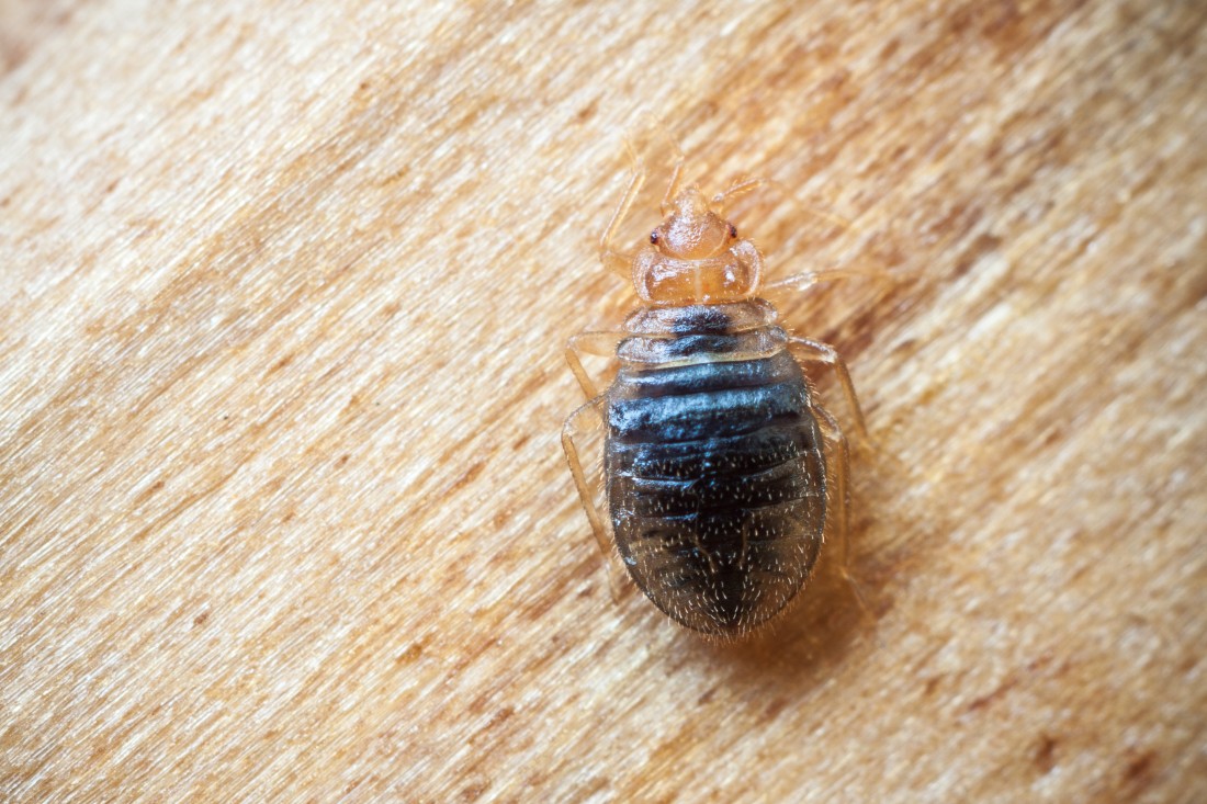 Bed Bug Extermination Citrus Heights CA | Parish Termite & Pest Mgmt - Bedbug1