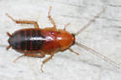 Cockroach Extermination Citrus Heights CA | Parish Termite & Pest Mgmt - BrownbandedCockroach