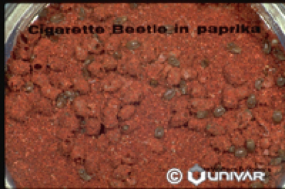 Pantry Pests: Beetle & Moth Extermination | Parish Pest Mgmt - CigaretteBeetle