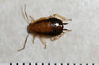 Cockroach Extermination Citrus Heights CA | Parish Termite & Pest Mgmt - GermanCockroach