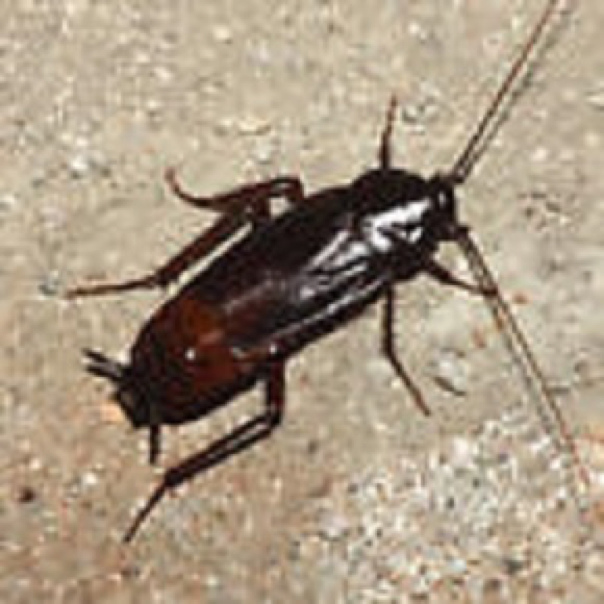 Cockroach Extermination Citrus Heights CA | Parish Termite & Pest Mgmt - OrientalCockroach
