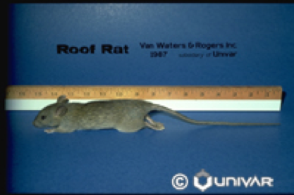 Rodent Control Citrus Heights CA: Rats & Mice | Parish Pest Mgmt - RoofRat