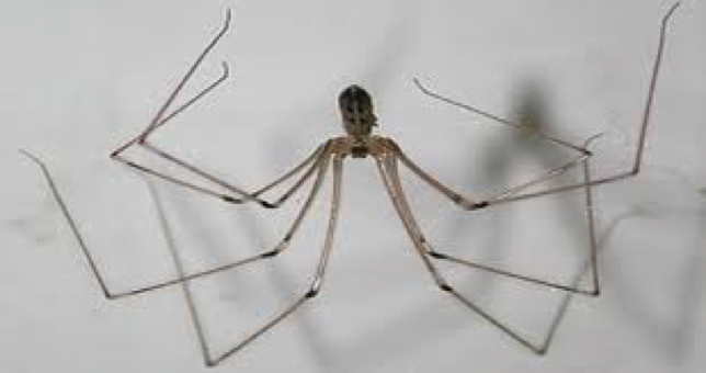 Spider & Insect Control Citrus Heights CA | Parish Termite & Pest Mgmt - SpiderCellar