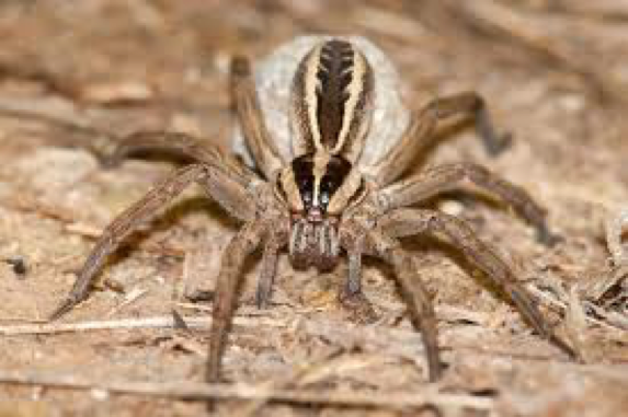 Spider & Insect Control Citrus Heights CA | Parish Termite & Pest Mgmt - SpiderWolf