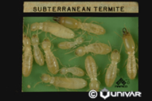 Termites - Parish Termite & Pest Management, Inc. - Subterranean_Termite