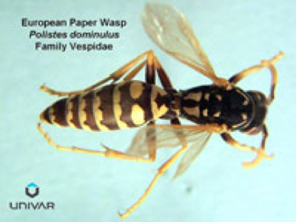 Bee & Wasp Removal Citrus Heights CA | Parish Termite & Pest Managment - UMBRELLAWASP