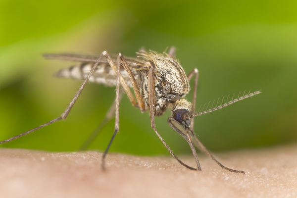 Mosquitoes - Parish Termite & Pest Management, Inc. - moquito